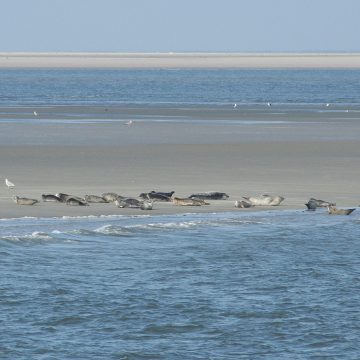Seehunde ruhen auf einer Seehundsbank