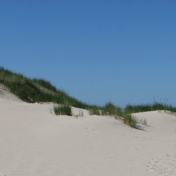 Weißdüne mit Strandhafer auf Baltrum