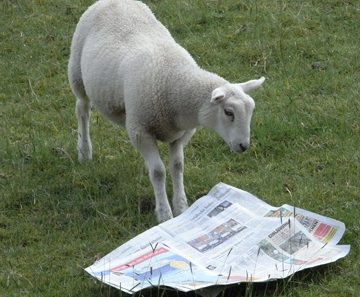 Deichschaf studiert Zeitung