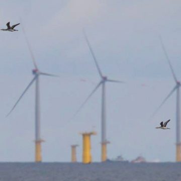 Sterntaucher vor Offshore-Windkraftanlagen