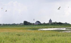 Blick auf die Insel Neuwerk, im Vordergrund Salzwiese, im Hintergrund Gebäude