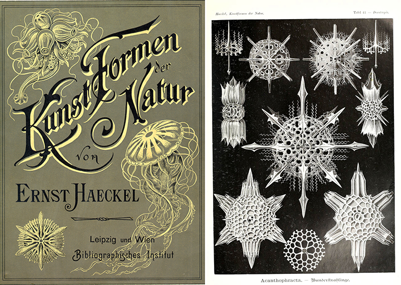 Buchtitel und Radiolarien-Seite aus Ernst Haeckels "Kunstformen der Natur" (Komplettausgabe veröffentlicht 1904)