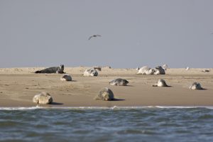 Seehunde und Kegelrobben auf einer Sandbank