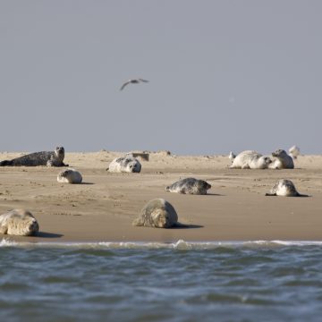 Seehunde und Kegelrobben auf einer Sandbank
