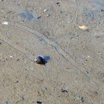 Eine Strandschnecke kriecht über das Watt.