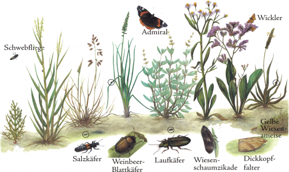 Zeichnung mit Pflanzen und Insekten der Salzwiese