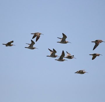 Ein Trupp Regenbrachvögel im Anflug aufs Wattenmeer