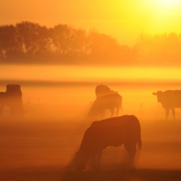 Kühe auf der Weide im Morgennebel