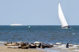 Robben am Strand mit Segelboot und Fähre im Hintergrund auf dem Meer.
