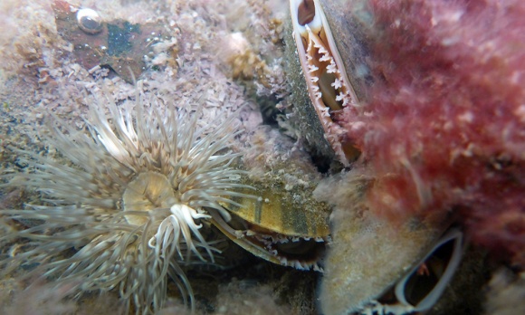 Miesmuscheln (Mitte) in einer Unterwasser-Lebensgemeinschaft.