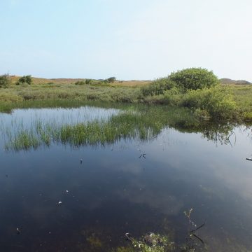 Laichgewässer für Kreuzkröten auf Langeoog