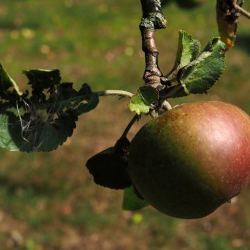 Ein Boskop-Apfel