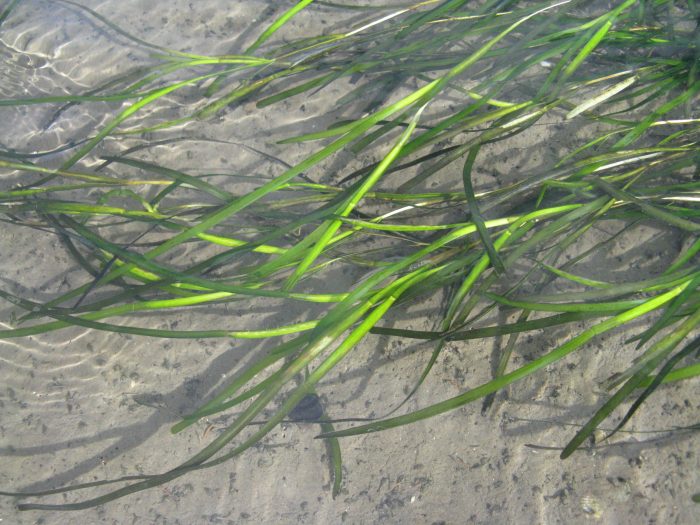 Echtes Seegras (Zostera marina)