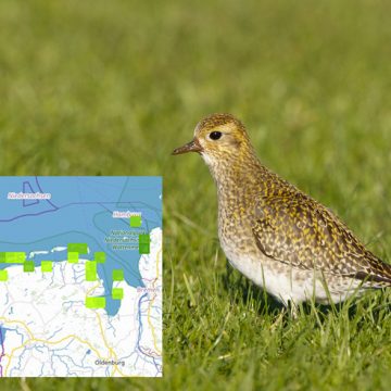 Goldregenpfeifer (Foto: Hans Glader) mit Karte der aktuellen Sichtungen dieser Vogelart im Nationalpark Niedersächsisches Wattenmeer.