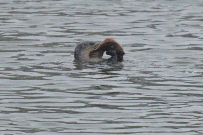 Seehund frisst einen Fisch