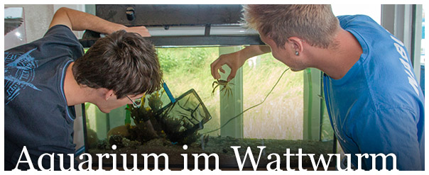 Aquarium im Wattwurm