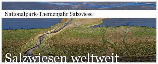salzwiesen_0