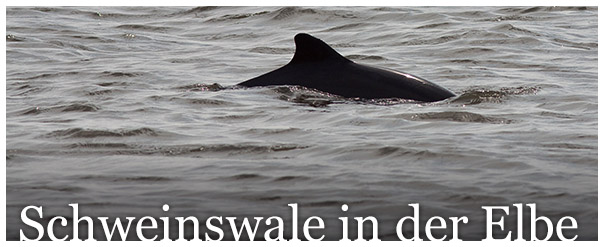 Schweinswale in der Elbe