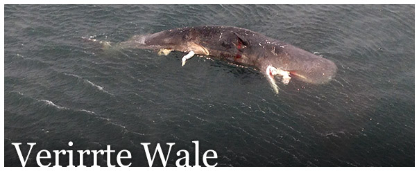 Verirrte Wale