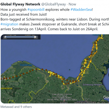 Screenshot Löffler-Tweet Global Flyway Network