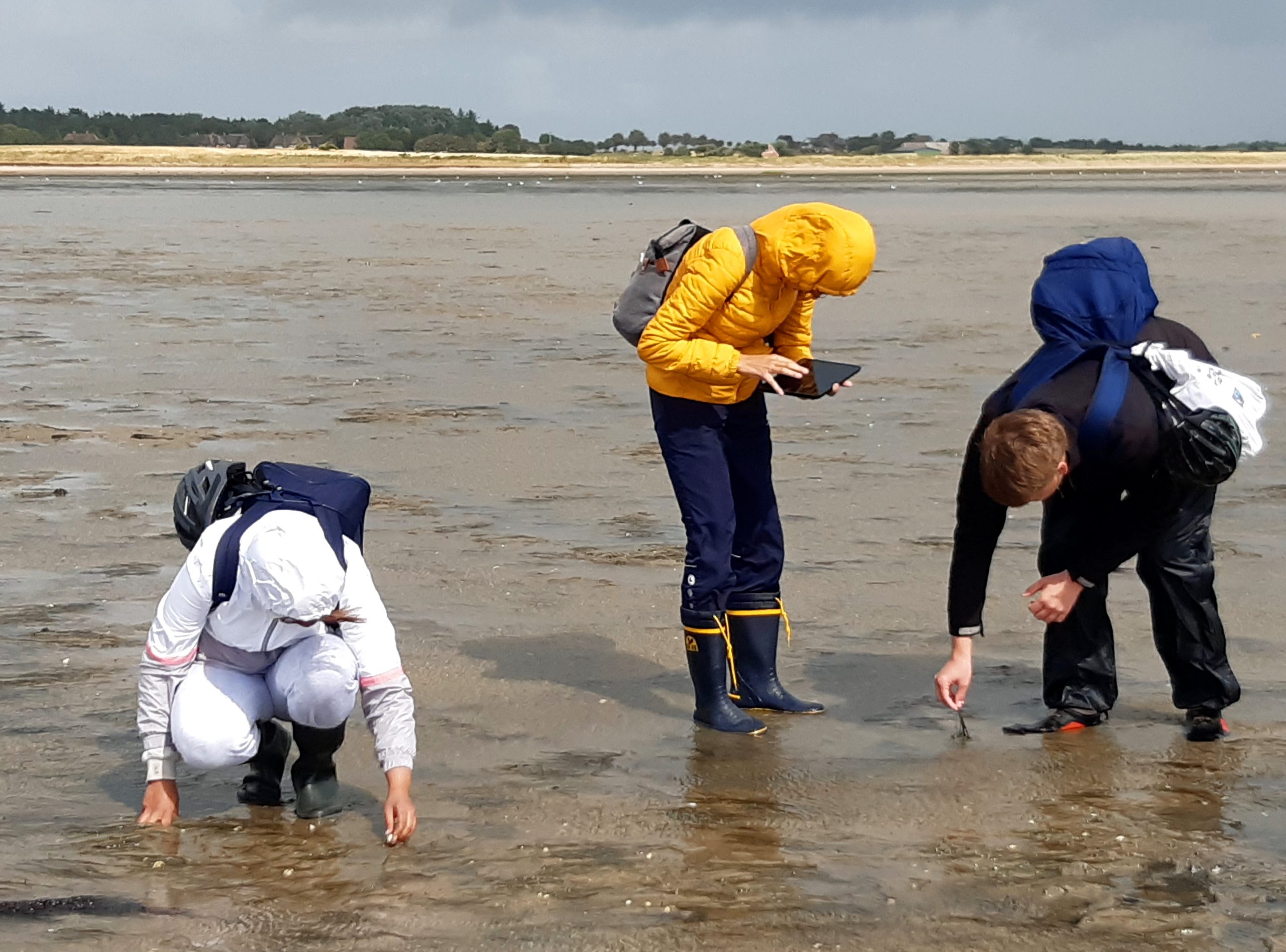 Jugendliche kartieren Seegras im Watt vor Föhr