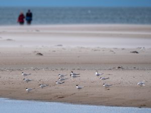 Zwergseeschwalben am Strand von Norderney