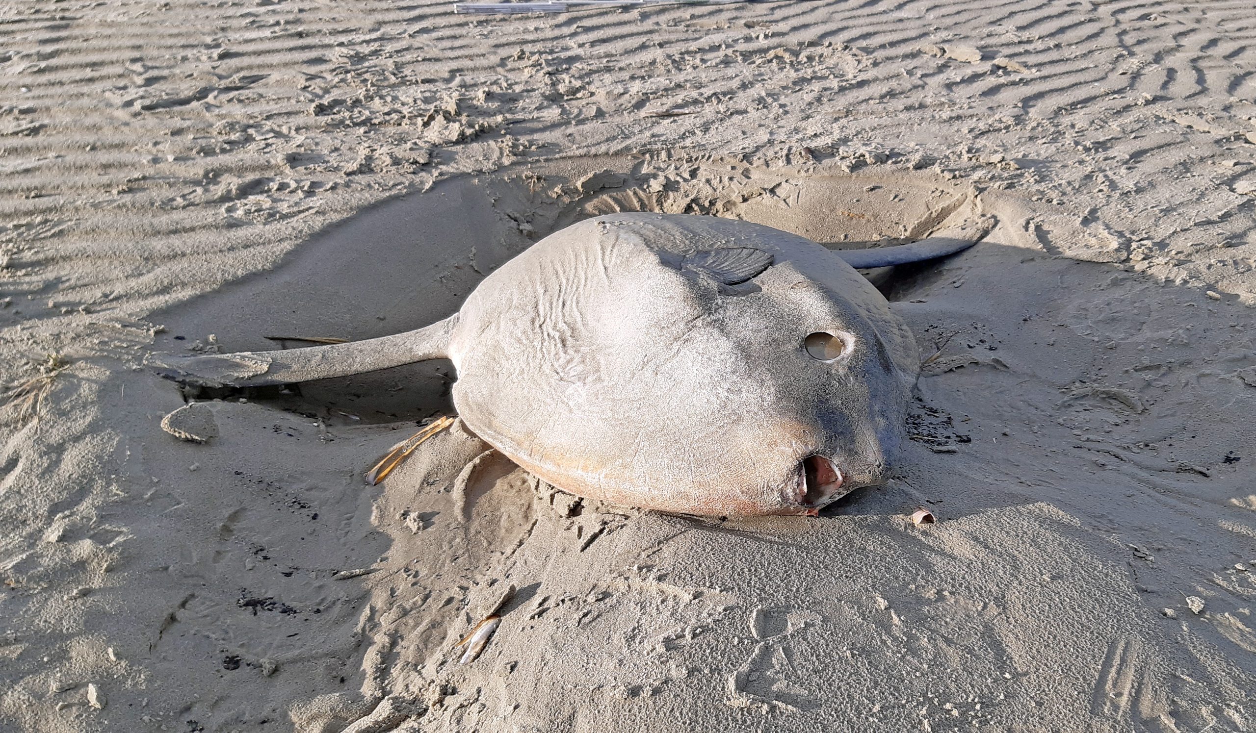 Ein Mondfisch am Strand der Insel Juist