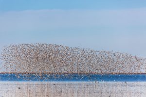 Vogelschwarm über dem Wattenmeer
