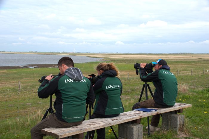 Ranger:innen Corinna Winkler, Christian Piening und Tjark Juhl beobachten Vögel beim Birdrace.