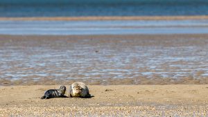 Seehund mit Nachwuchs auf einer Sandbank
