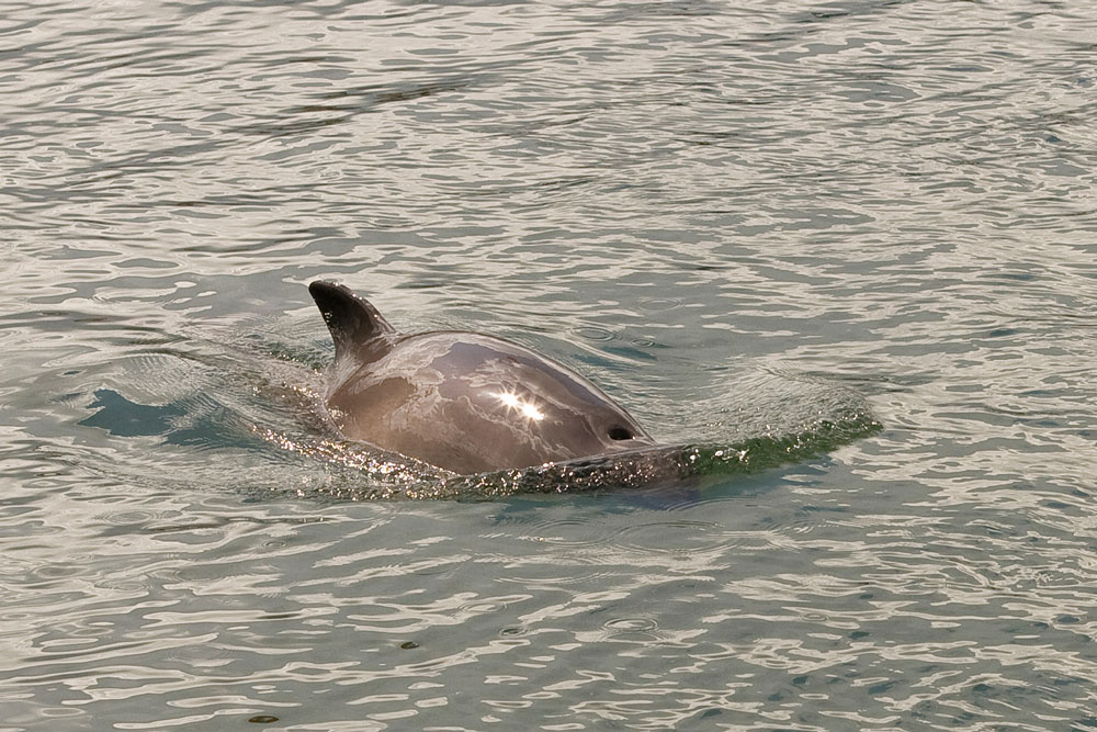 Erfolgreiche Jäger im Wattenmeer - Schweinswale auf Beutefang