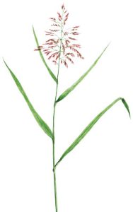 Zeichnung: Schilfhalm mit Blüte