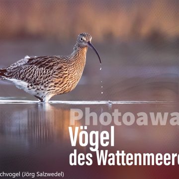 Fotowettbewerb Vögel des Wattenmeeres