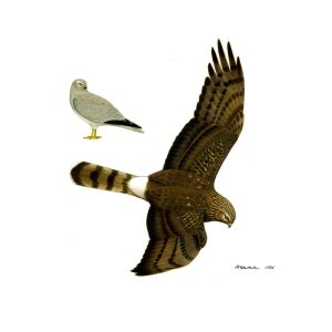 Zeichnung von einem fliegenden Kornweihe-Weibchen und einem sitzenden Kornweihe-Männchen.