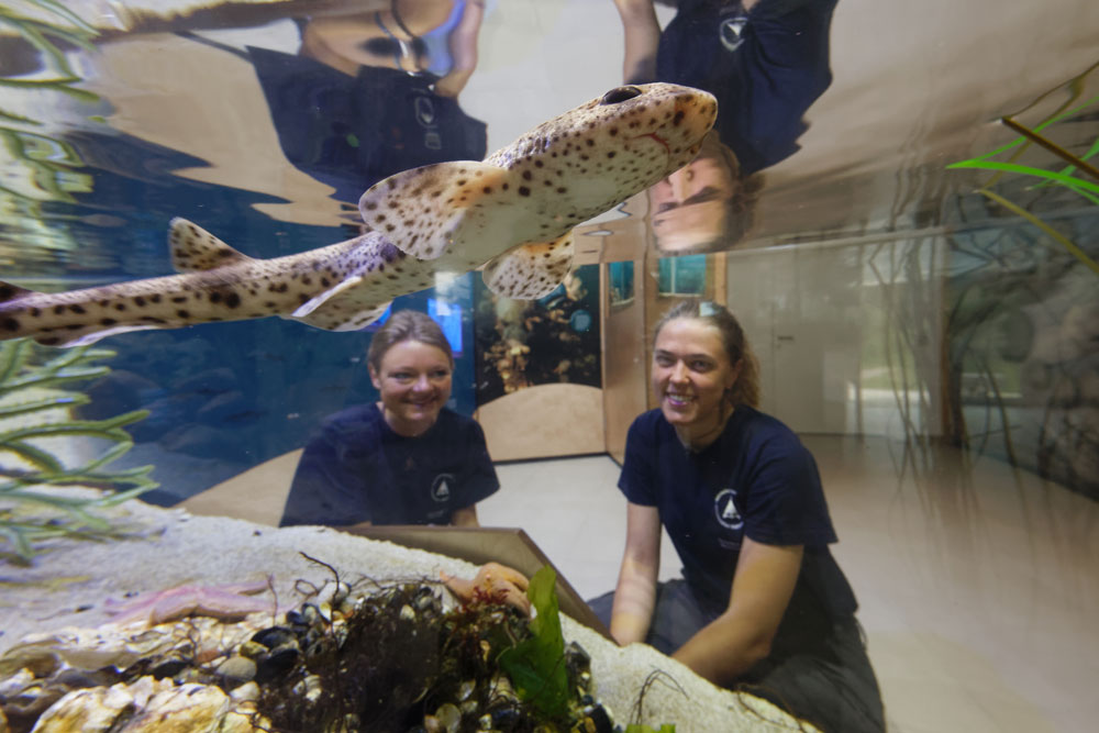 Zwei Mitarbeiterinnen beobachten einen Katzenhai im Aquarium