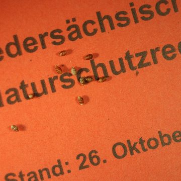 Gehäuse der Schmalen Windelschnecke (Vertigo angustior) auf der Neufassung des Niedersächsischen Naturschutzrechts