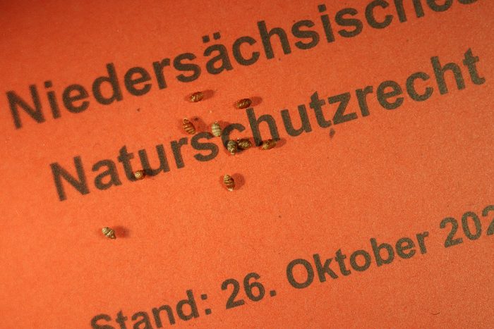 Gehäuse der Schmalen Windelschnecke (Vertigo angustior) auf der Neufassung des Niedersächsischen Naturschutzrechts