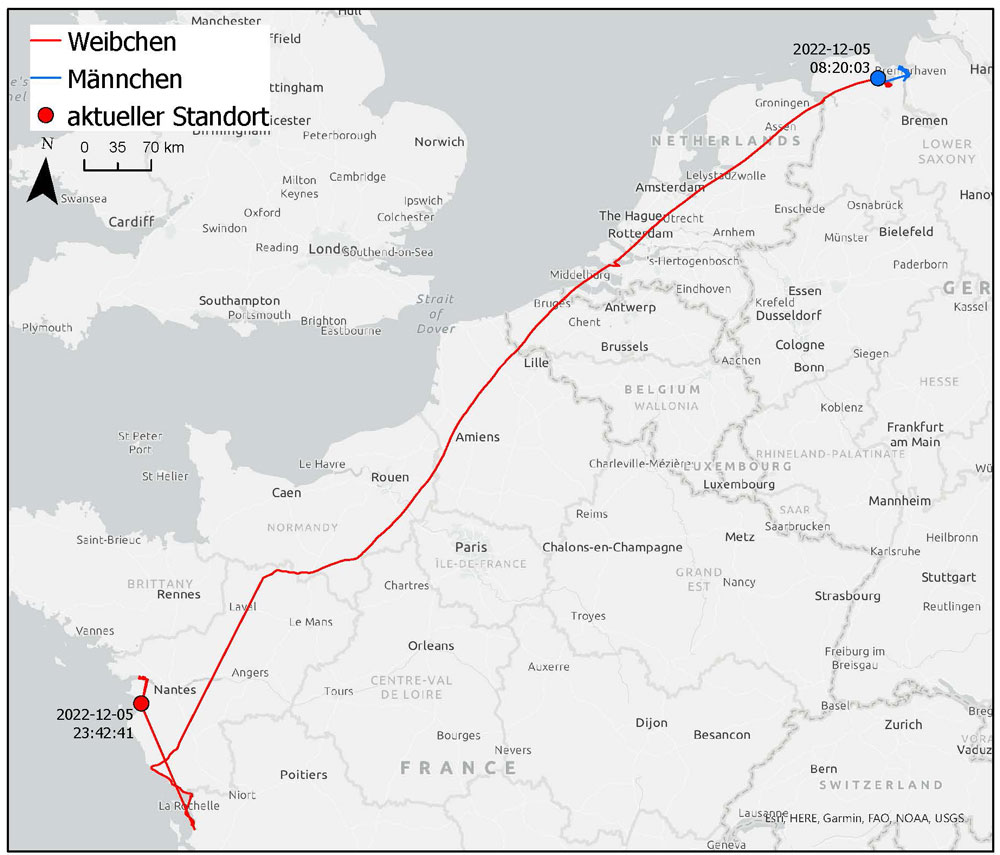 Karte der Küste von Bremerhaven in Deutschland bis La Rochelle in Frankreich. Blaue bzw. rote Linien und Punkte zeigen die Flugroute und den Aufenthaltsort der zwei Vögel.