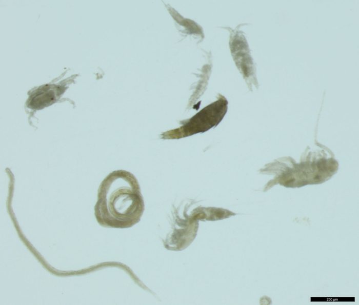 Kleine Tiere unter dem Mikroskop: Würmer und Krebse.