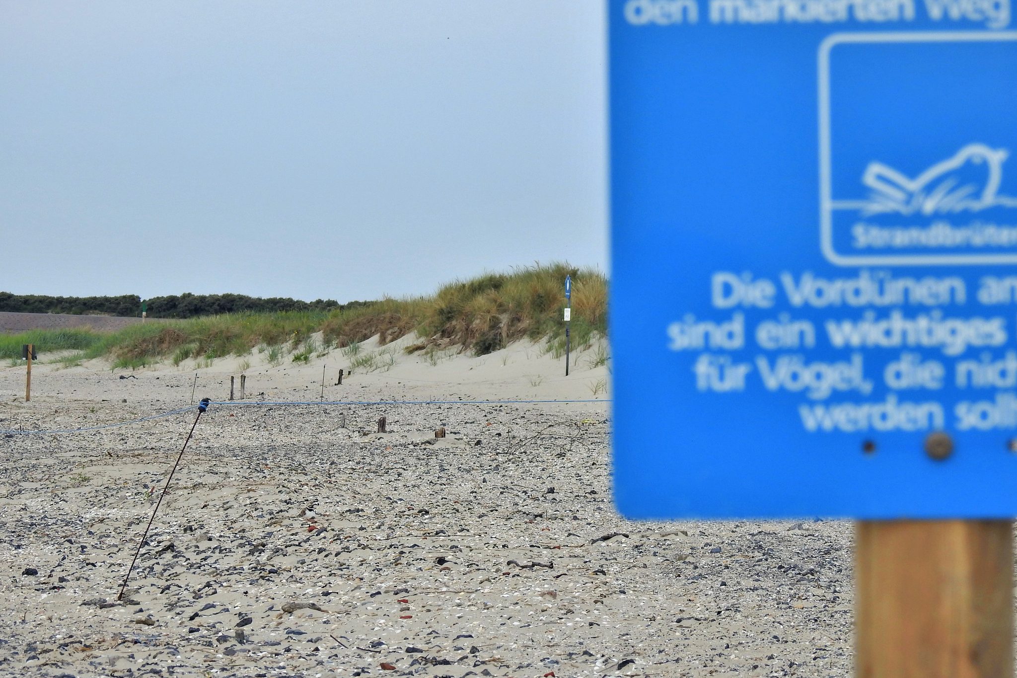 Am Strand von Borkum ist ein Brutgebiet mit einem mobilen Zaun und Schildern markiert.