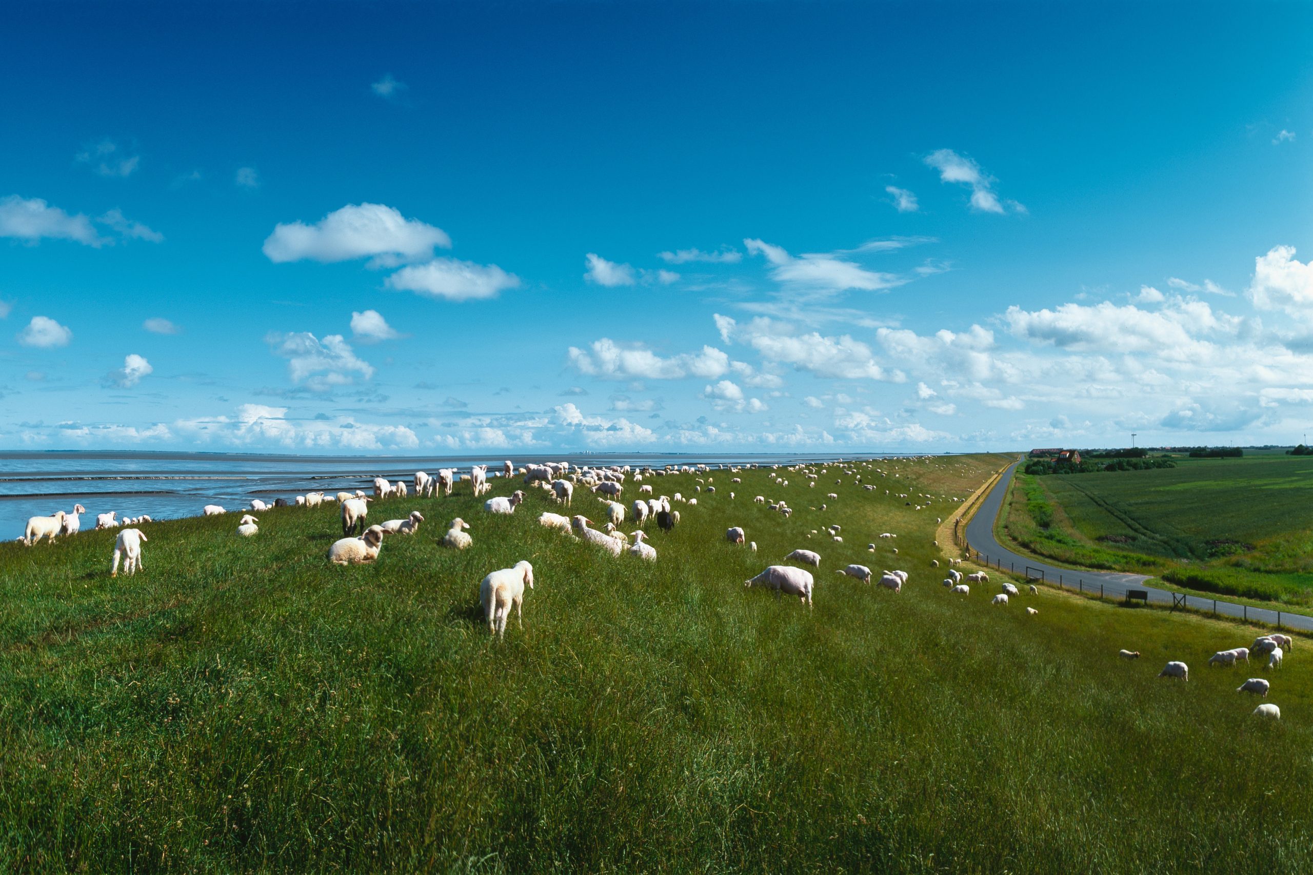 Küstenpanorama mit Schafen im UNESCO-Biosphärenreservat Niedersächsisches Wattenmeer