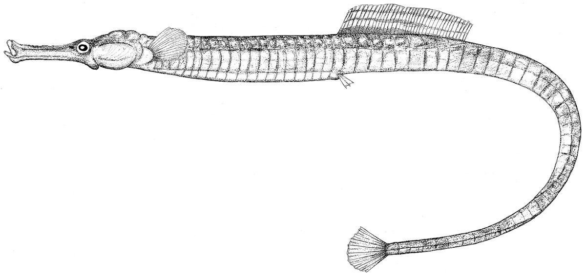 Zeichnung eines sehr langen, schlanken Fischs mit langem Maul.
