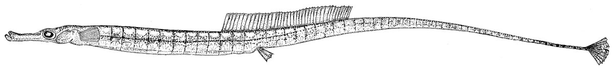 Zeichnung eines sehr langen, dünnen Fischs mit langem Maul.