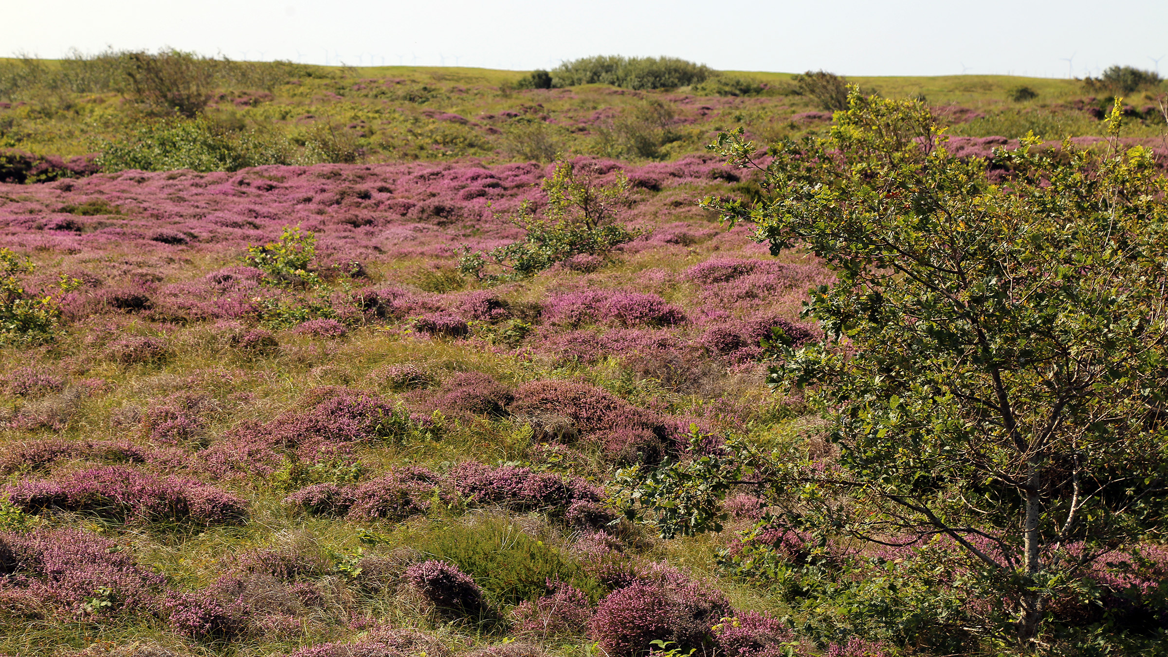 Blühende Heide auf Wangerooge mit jungem Gehölzaufwuchs.