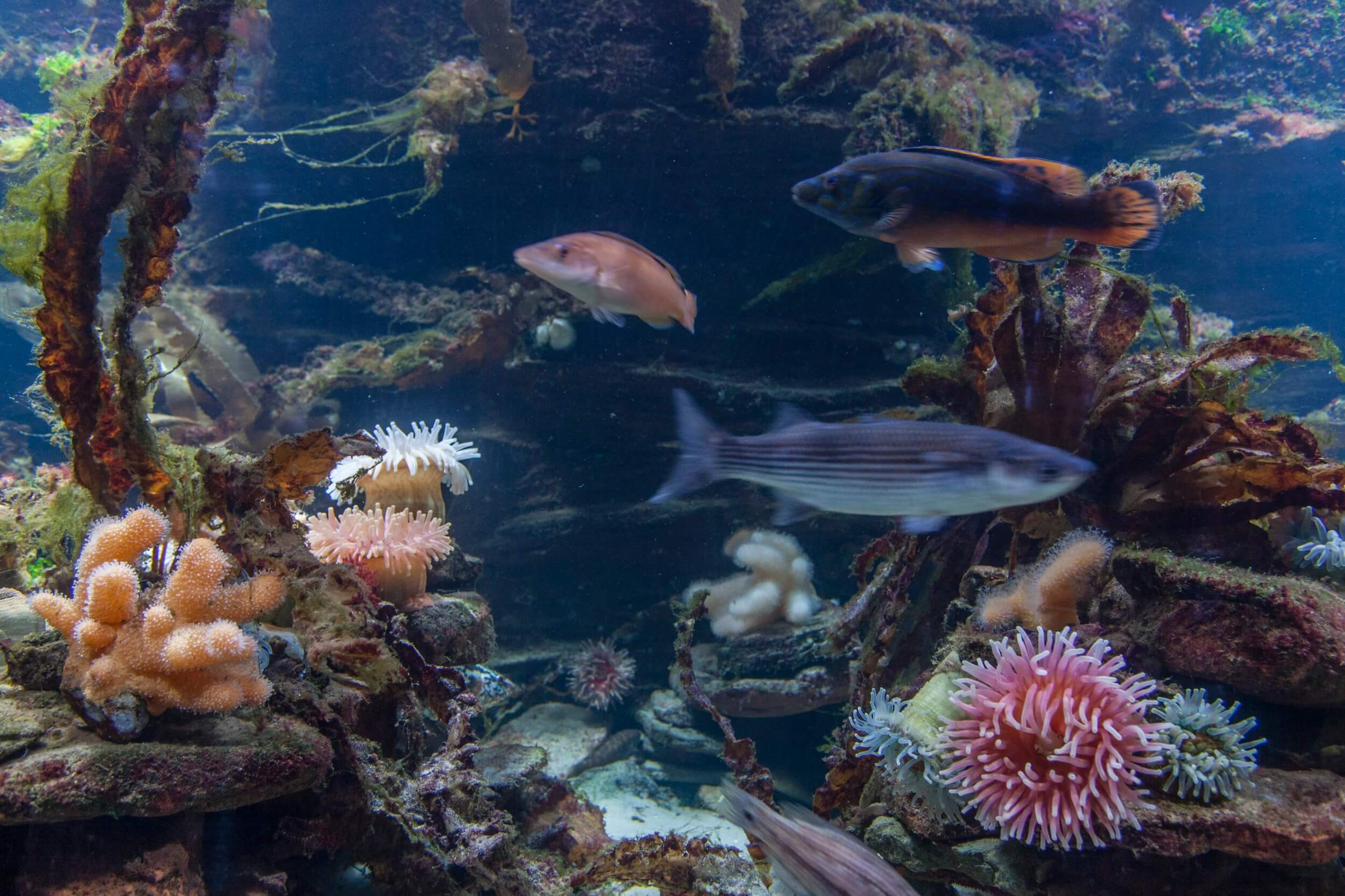 Verschiedene bunte Fische und Pflanzen im Wasser und auf dem steingen sowie sandigen Untergrund.