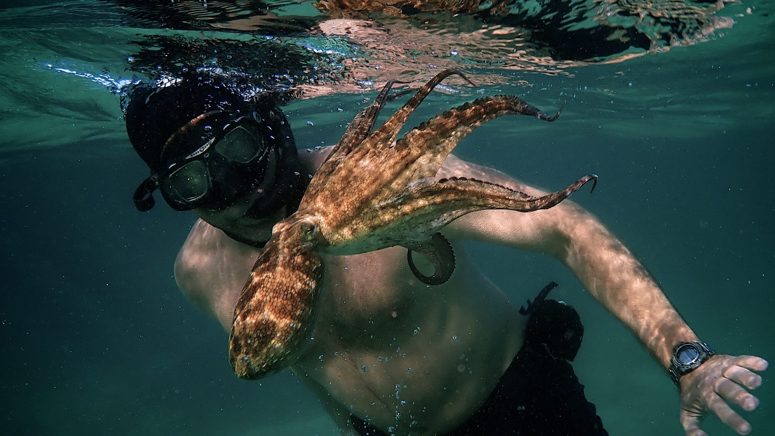 Taucher unter Wasser mit Oktopuss.