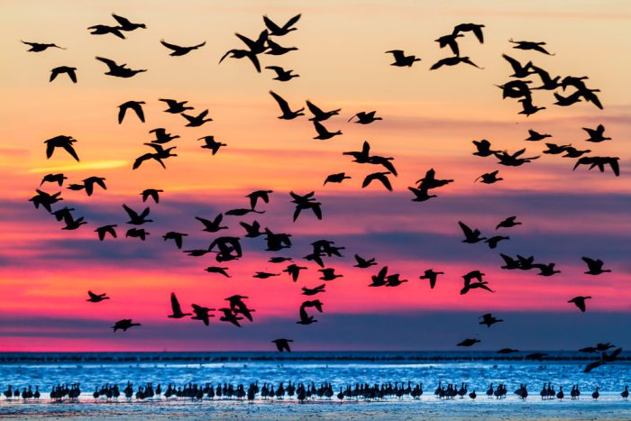 Vogelschwarm im Sonnenuntergang über Strand und Meer.