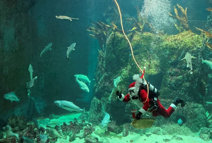 ein winkender Taucher im Großaquarium im Nikolauskostüm - umgeben von Fischen