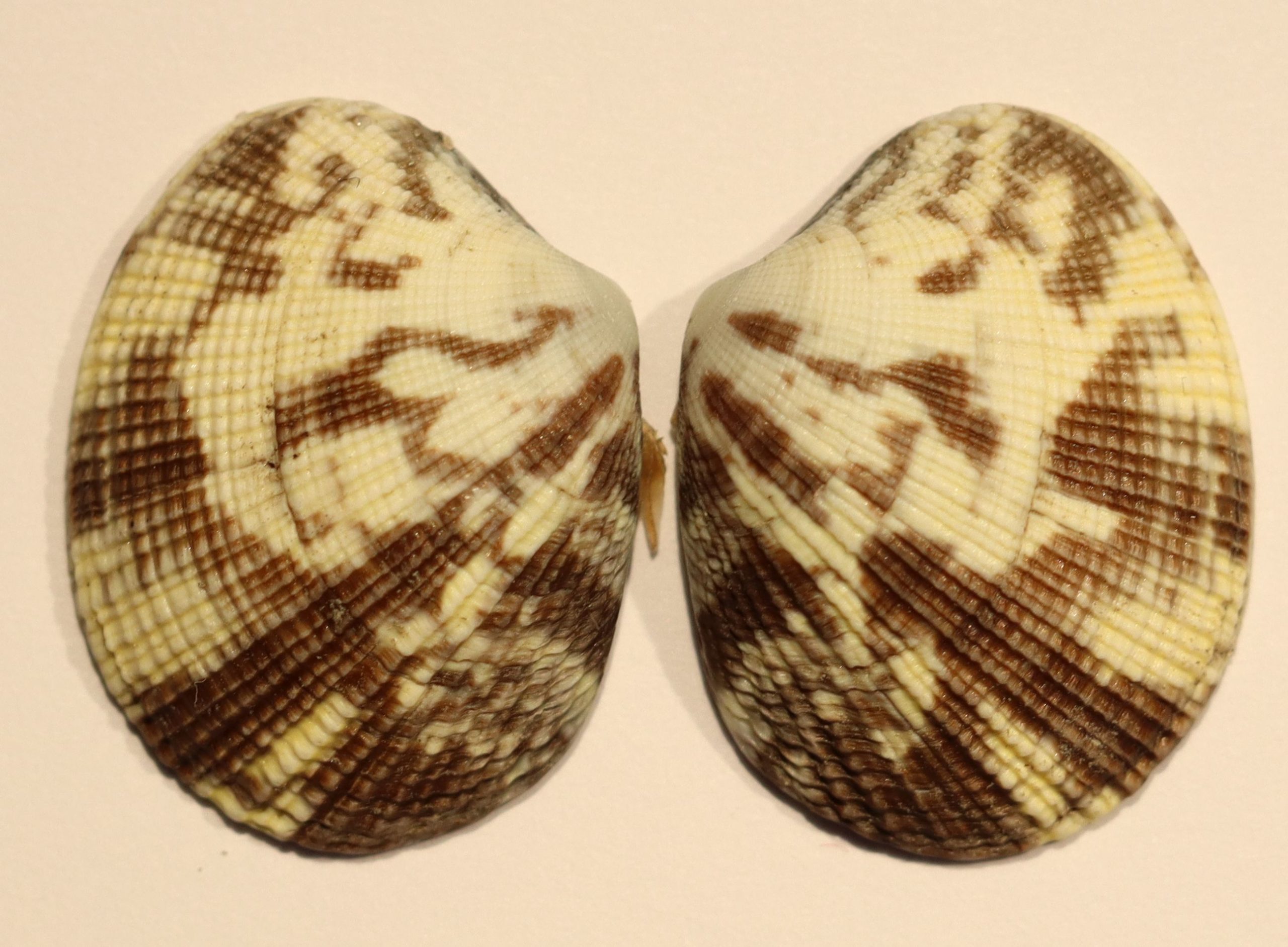 Schalen einer Manila-Teppichmuschel (Ruditapes phillipinarum)“