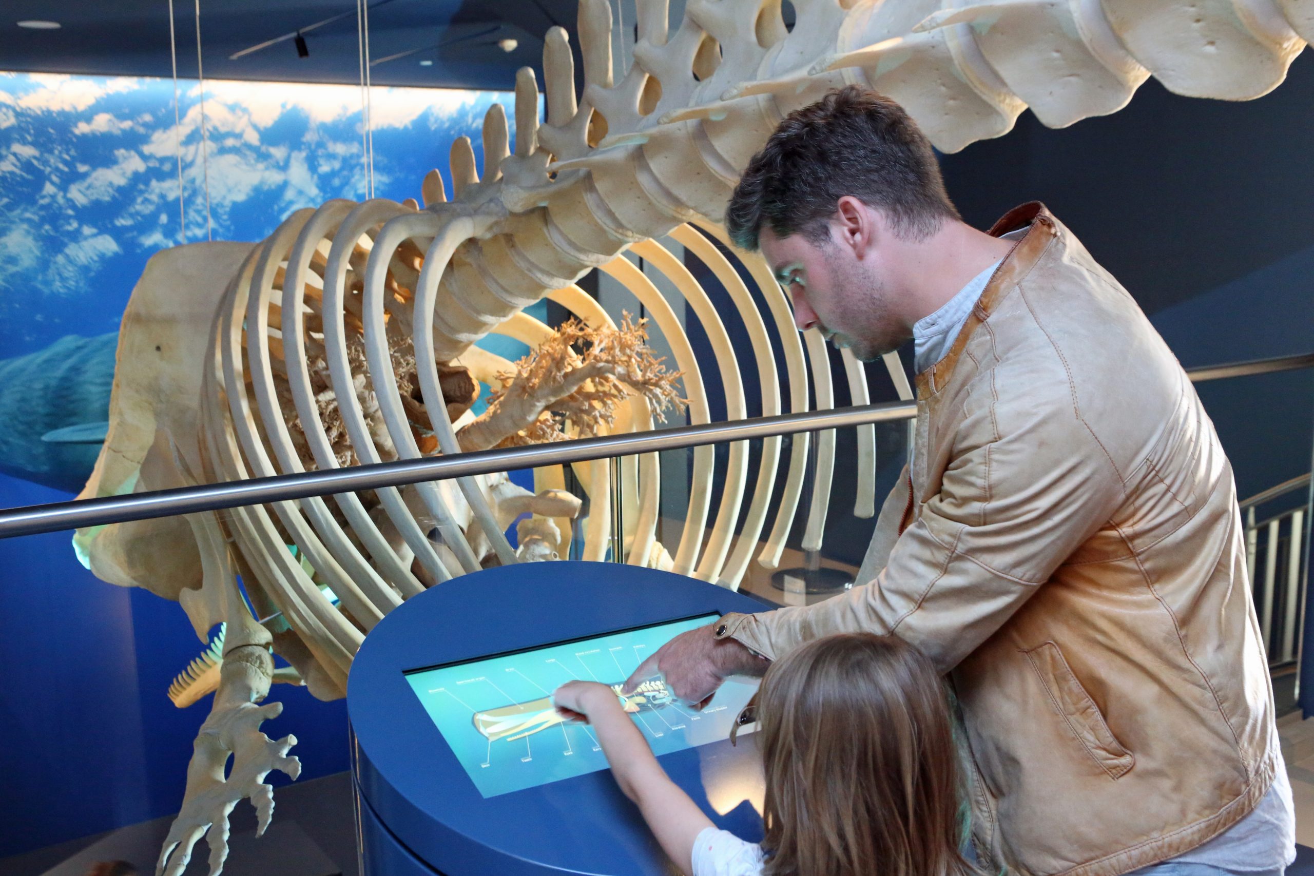 Besucher informieren sich am Pottwal-Modul in der Dauerausstellung des Wattenmeer-Besucherzentrums Wilhelmshaven